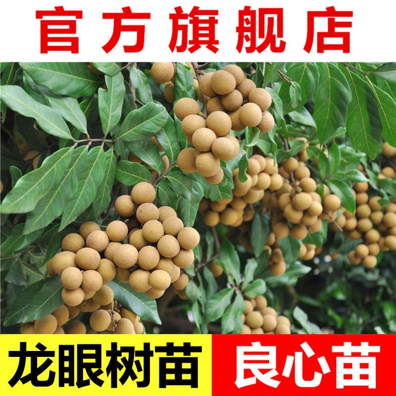 龙眼树苗包邮桂圆苗石硖储良四季蜜龙果树苗庭院盆栽地栽广西容县