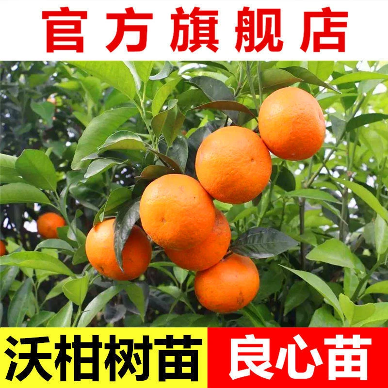 广西正宗091无核少核沃柑树苗武鸣沃柑嫁接苗柑桔苗橘子果树苗