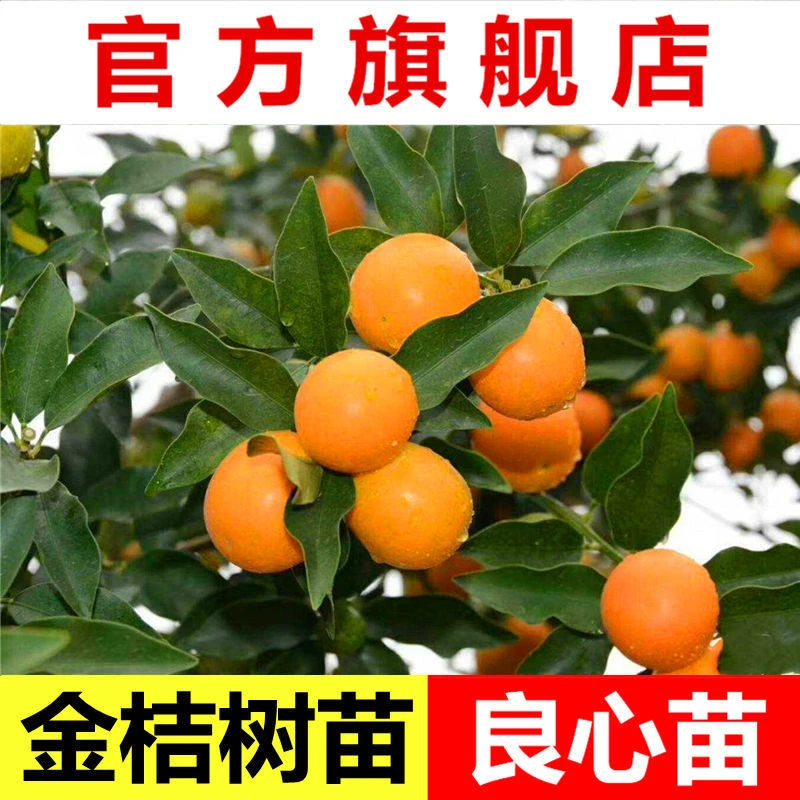 金桔树苗包邮嫁接金桔子果树苗脆皮金桔果树苗广西容县带土带叶发