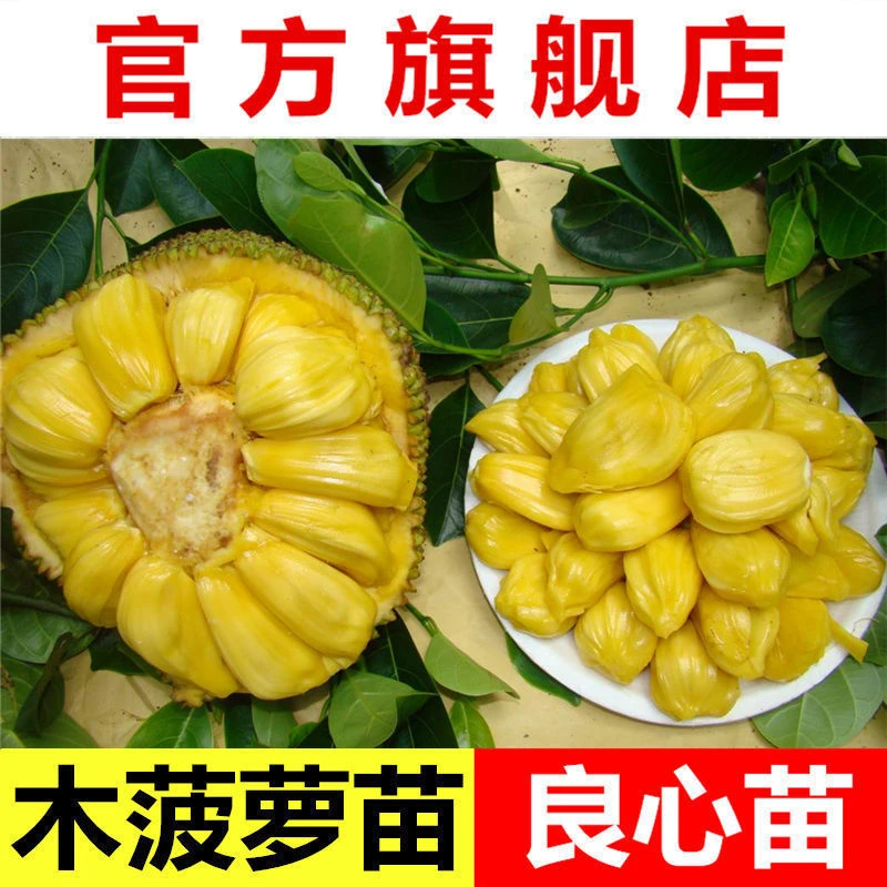 木菠萝苗嫁接海南黄肉菠萝蜜榴莲蜜泰八5号红肉干包菠萝蜜苗包邮