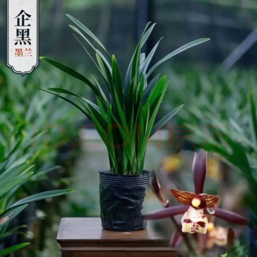 裸根发货人工种植墨兰企黑兰花室内绿植好养四季常绿浓香型春