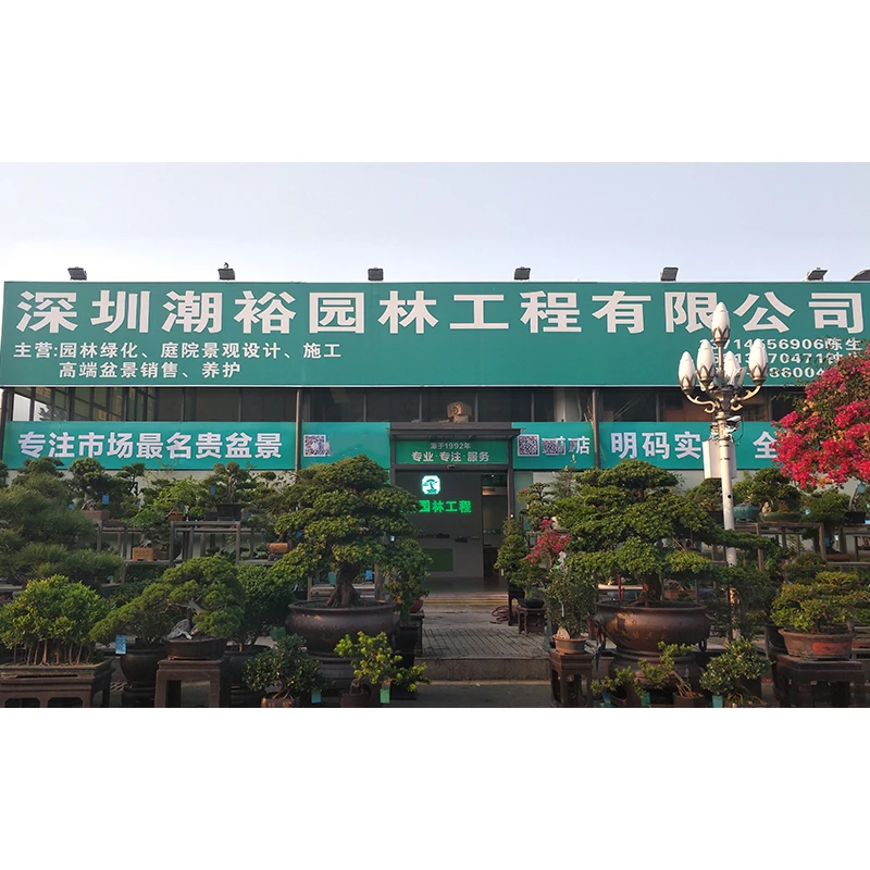 潮裕一物一拍直播间盆景-直播间实物为准 所见即所得