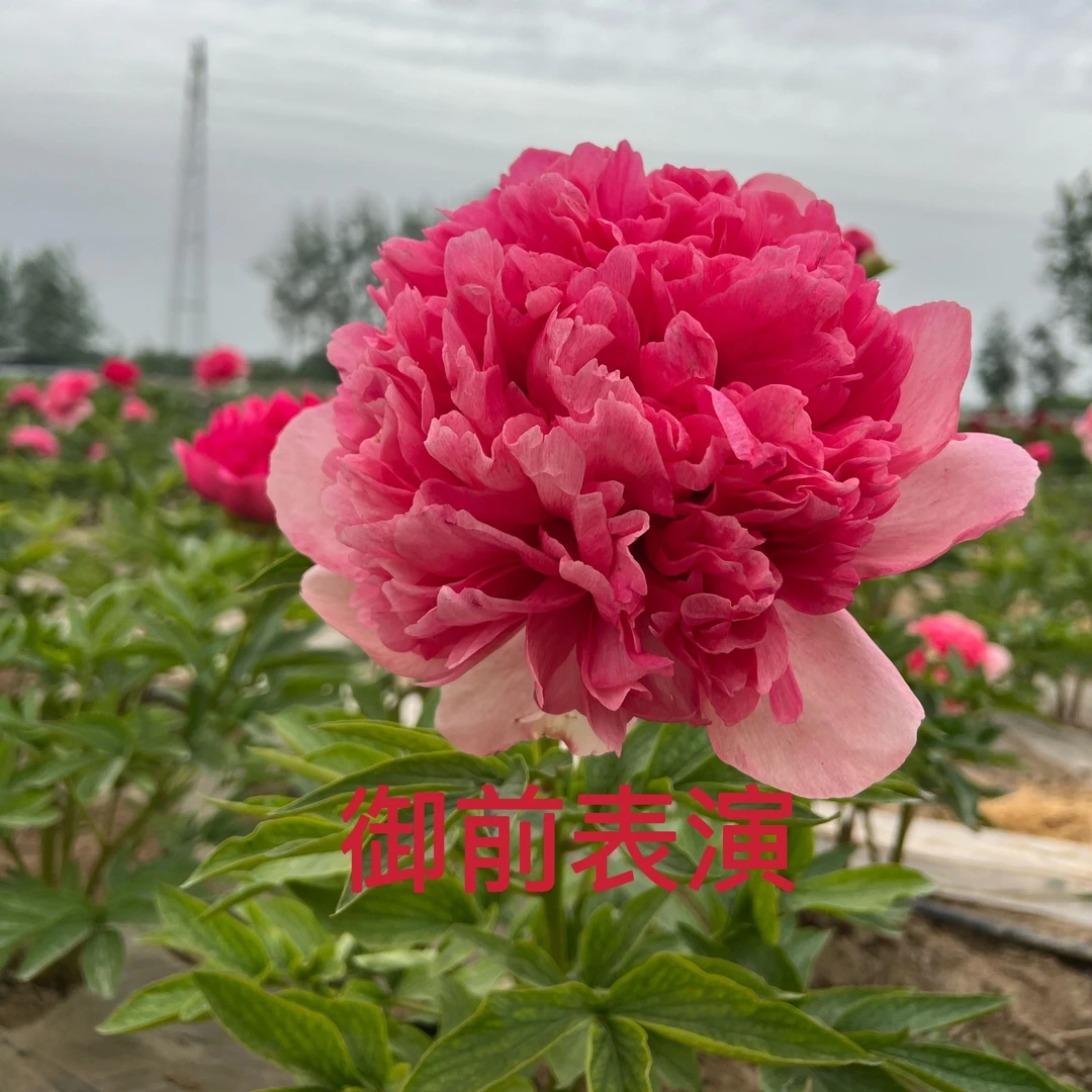 精品进口芍药系列专区   品种多多  先发肥料秋天发货