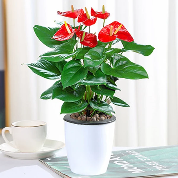 水培红掌白掌盆栽一帆风顺花卉植物室内好养绿植鸿运当头四季开花