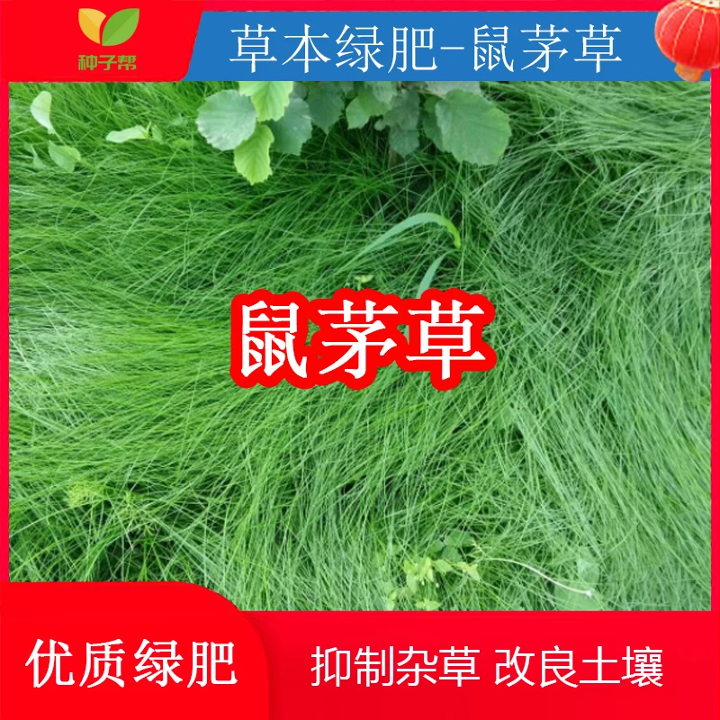 果园绿肥种子生草栽培强力抑制杂草改良土壤保湿松土提升有机质