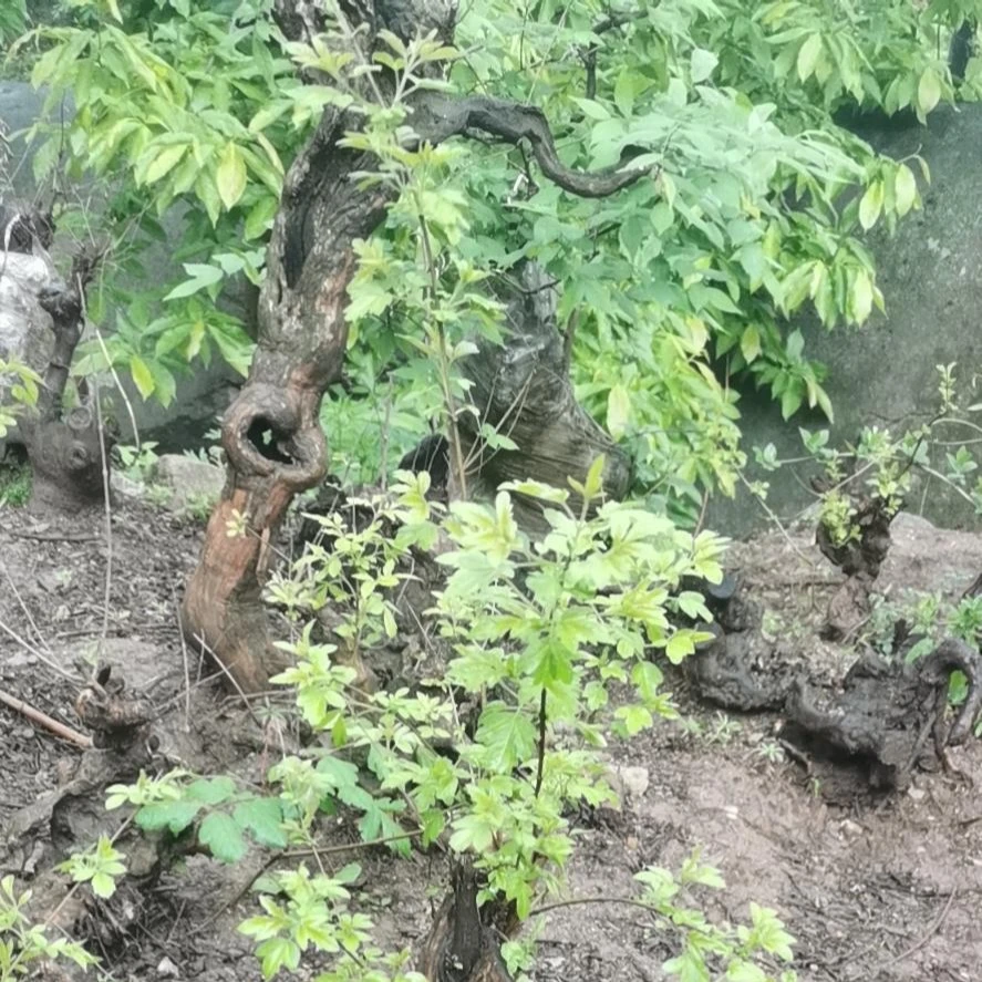 黄荆盆景舍利镂空