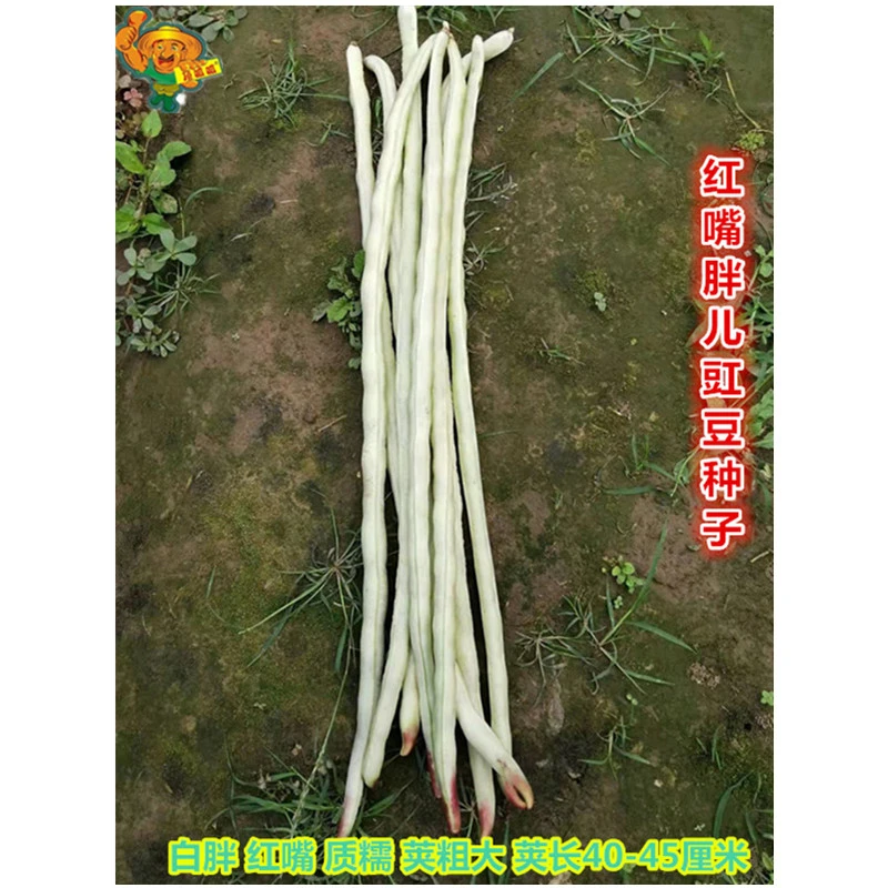 红嘴胖儿豇豇豆种子白豇豆白露豇豆种白玉大肉甜豆角胖子蔬菜种子