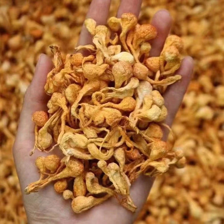 广东鱼胶 虫草花 1-500g