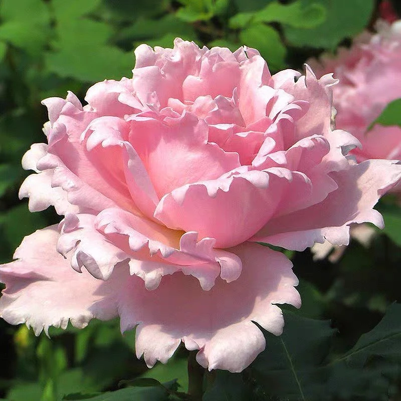 索菲罗莎初见花园丰花灌木月季花卉绿植阳台盆栽