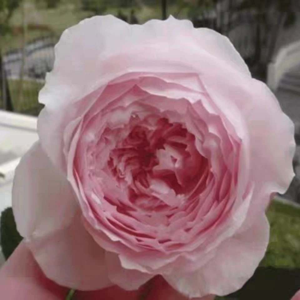 美咲 丰花粉色玫瑰月季花苗大花浓香阳台盆栽