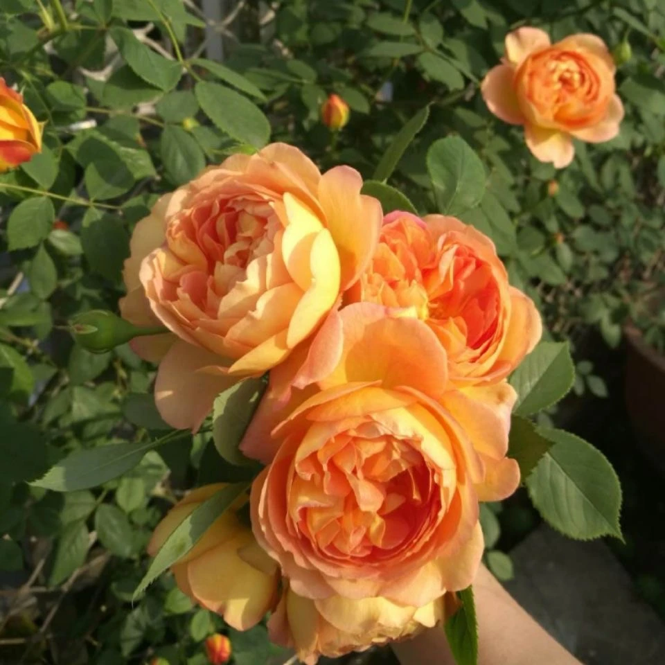 热销夏洛特夫人月季爬藤蔷薇花苗藤本爬墙玫瑰大花卉开花植物