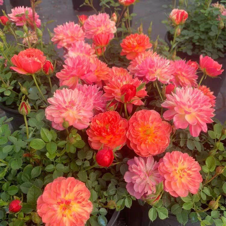 阳台精品超微月季躲躲藏藏(捉迷藏绿植花卉盆栽原盆中苗