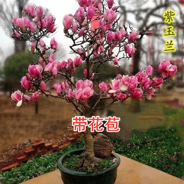 新品栽培矮化盆栽地栽玉兰树苗耐寒盆景开花花卉绿植花卉如意玉兰