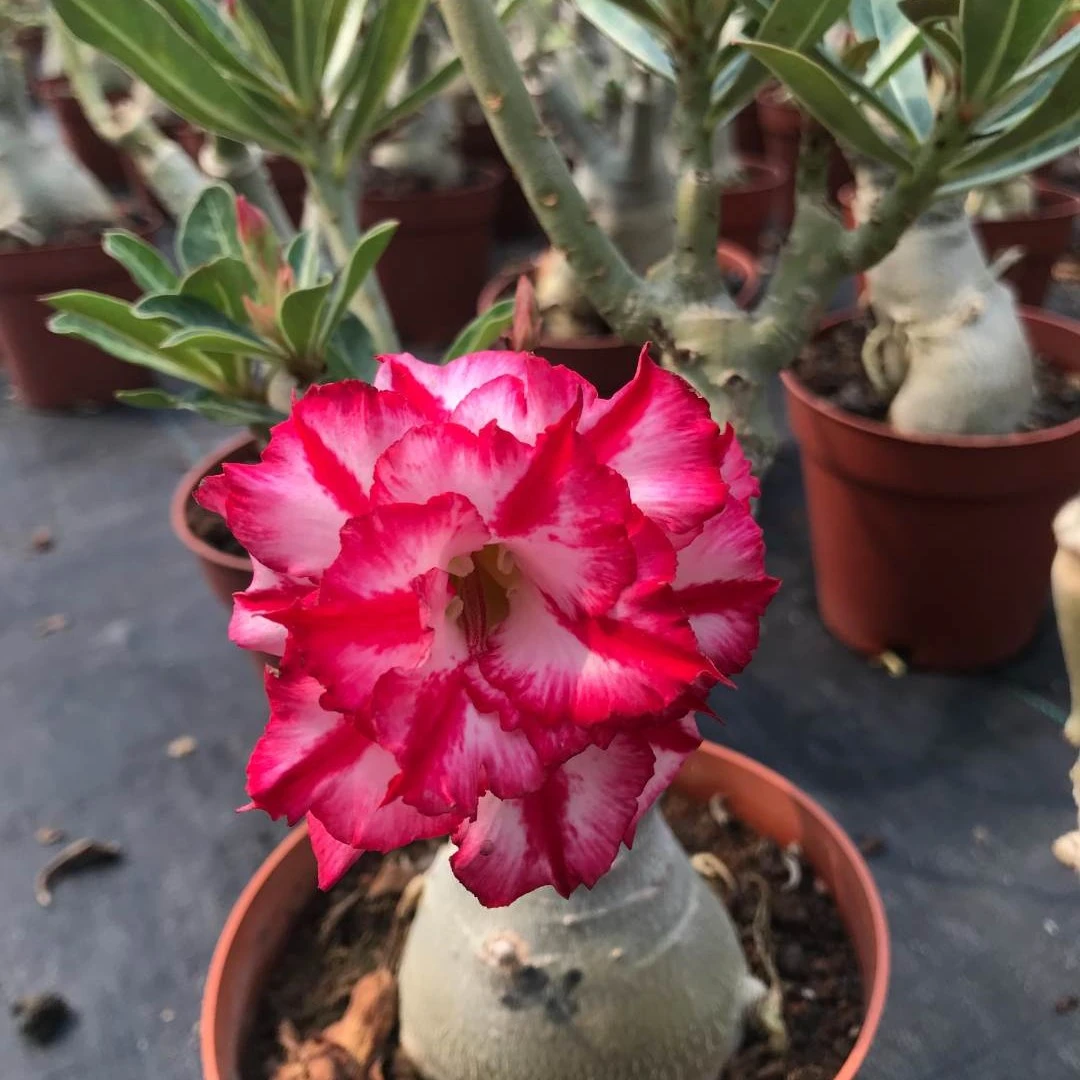 重瓣沙漠玫瑰花苗盆栽四季花卉绿植物老桩室内阳台小盆景开花不断