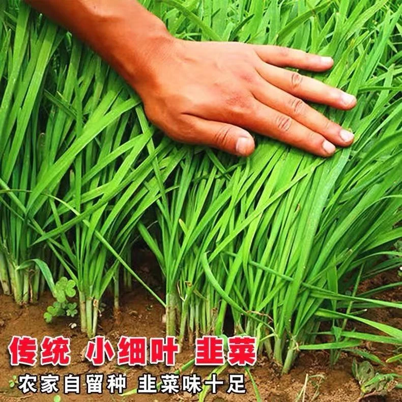 韭菜种子种籽子苗宽叶蔬菜籽种大叶根苗孑韮菜籽小叶四季盆栽播种
