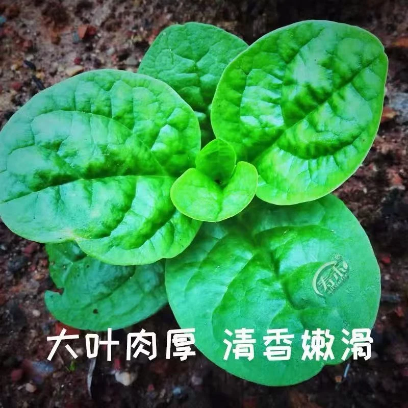 大叶木耳菜种子种籽孑菜苗小青菜春季菜籽种阳台盆栽四季蔬菜菜种