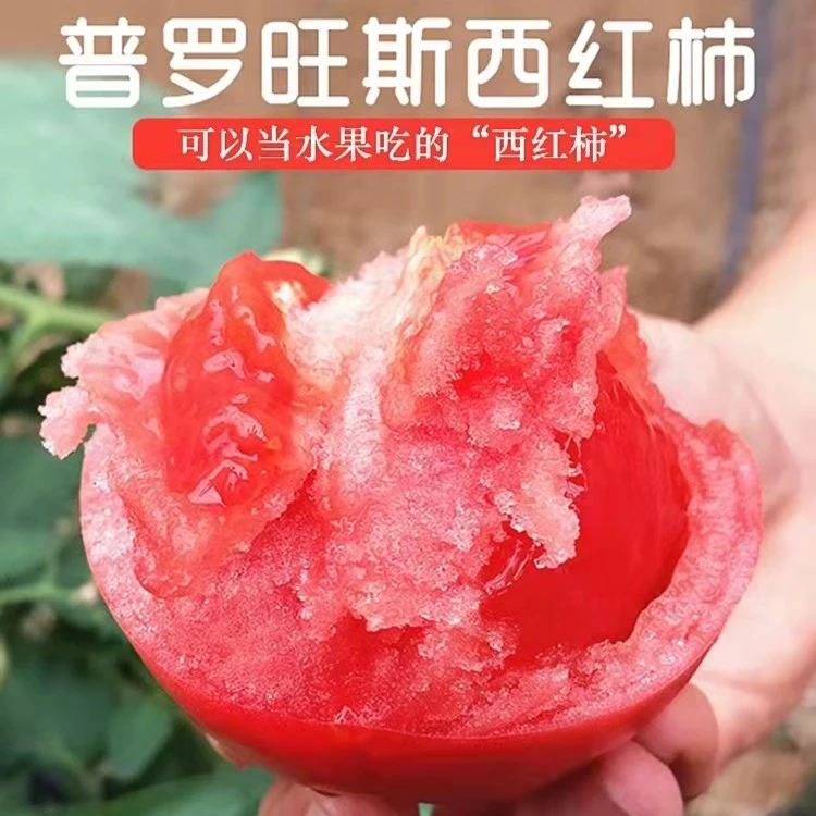 【现货】陕西泾阳普罗旺斯新鲜水果西红柿2.8-4.5/斤新鲜采摘鲜番茄
