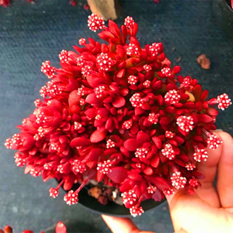 新品上市 红稚儿群生 精品多肉植物 办公桌迷你盆栽绿植花卉景天