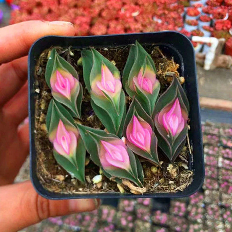 重扇锦一帆风顺多肉植物稀有品种罕见精美阳台绿植盆栽防辐射花卉