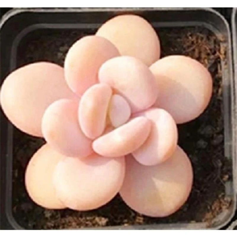 多肉植物韩国进口多肉「雪桃/粉兔」新品多肉 粉兔雪莲杂桃蛋