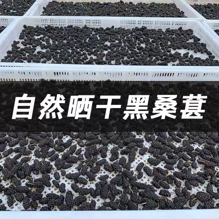 深山桑葚干精选干桑葚免洗花茶桑葚干果泡茶泡水无沙大粒100克