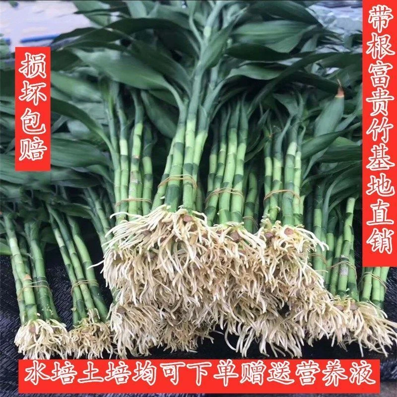 富贵竹水培植物带根须绿植花卉净化空气室内客厅绿植