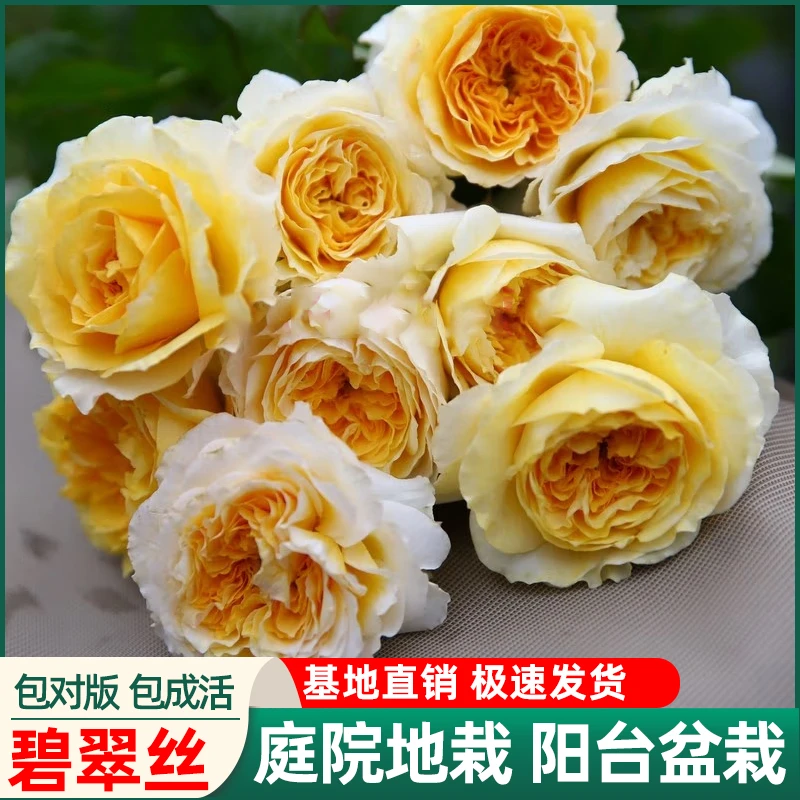 碧翠丝月季切花灌木庭院阳台盆栽花卉黄色四季大花浓香勤花长势强