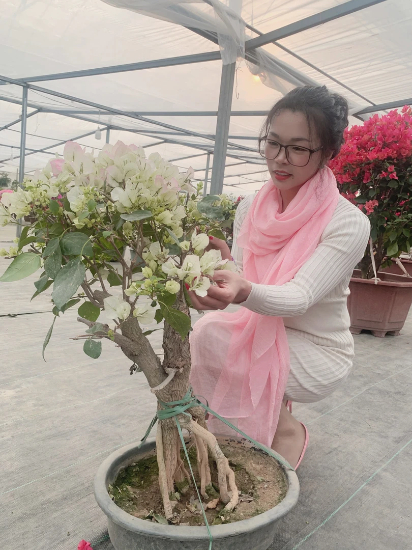 提根老桩绿樱盆景