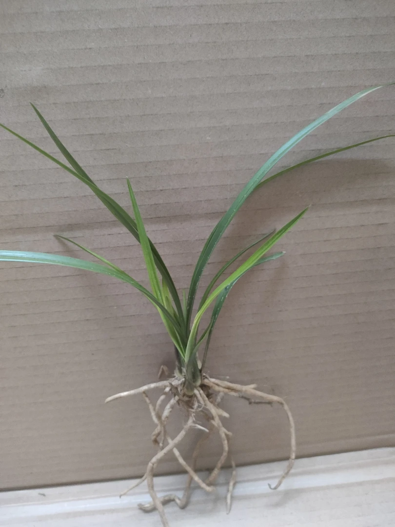 兰花春兰蛇皮斑，满50包邮