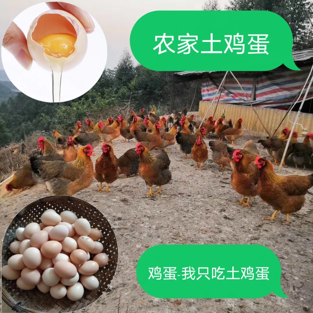 农家土鸡蛋喂玉米和米糠的土鸡蛋30枚包邮清香好吃