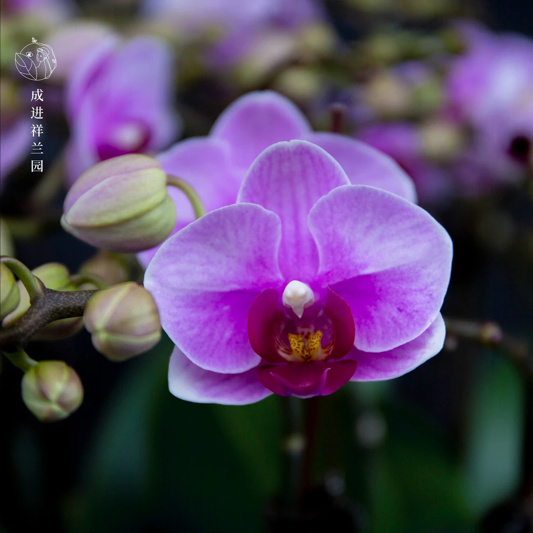 向阳精选【蝴蝶兰-宝贝】趣味美观客厅前台办公室鲜花蝴蝶兰盆栽