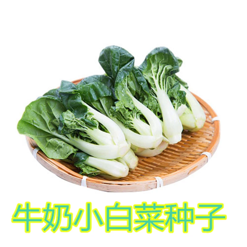 牛奶小白菜种子速生矮脚脆嫩青菜油菜生菜种籽四季高产蔬菜