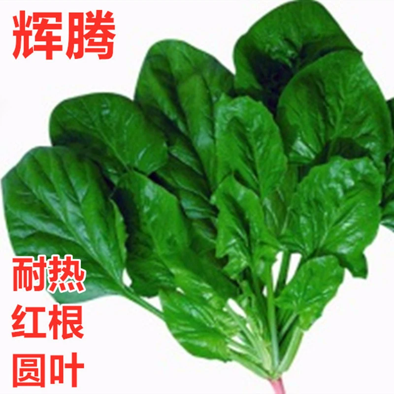 菠菜种子 耐热菠菜种子 蔬菜种籽 耐热耐抽薹 黑绿油亮 辉腾