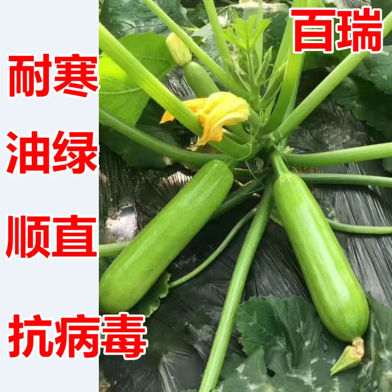 西葫芦种子角瓜茭瓜种籽高产耐寒抗病油亮翠绿四季蔬菜庭院百瑞