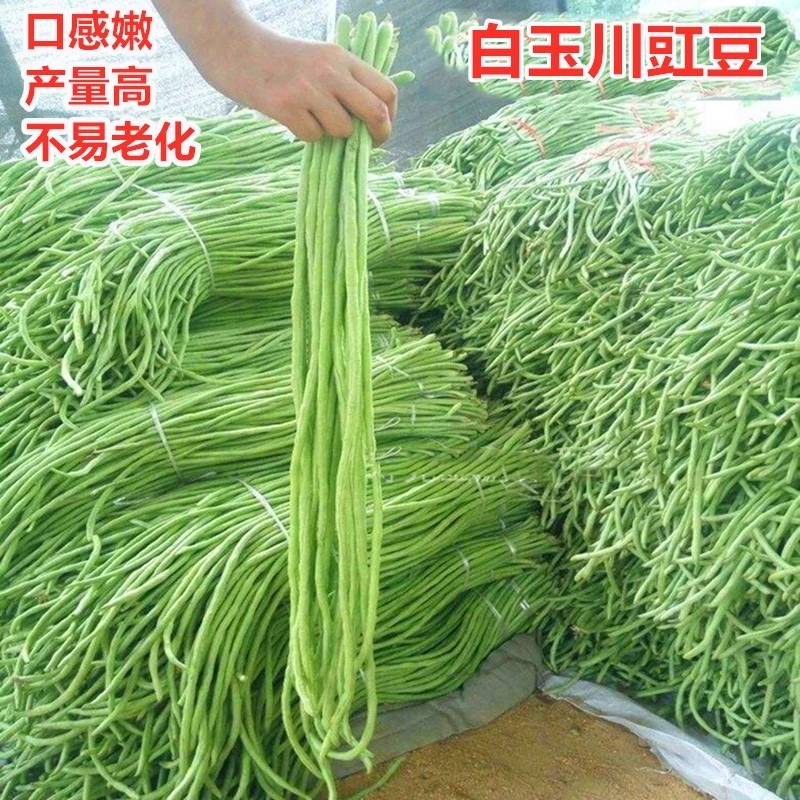 豇豆种子高产豆角种籽白绿色长豆角顺直荚长抗高温低温包邮白玉川
