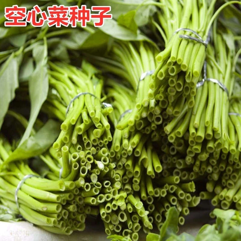 空心菜种籽柳叶大叶竹叶通菜种子四季高产盆栽蔬菜种子高产