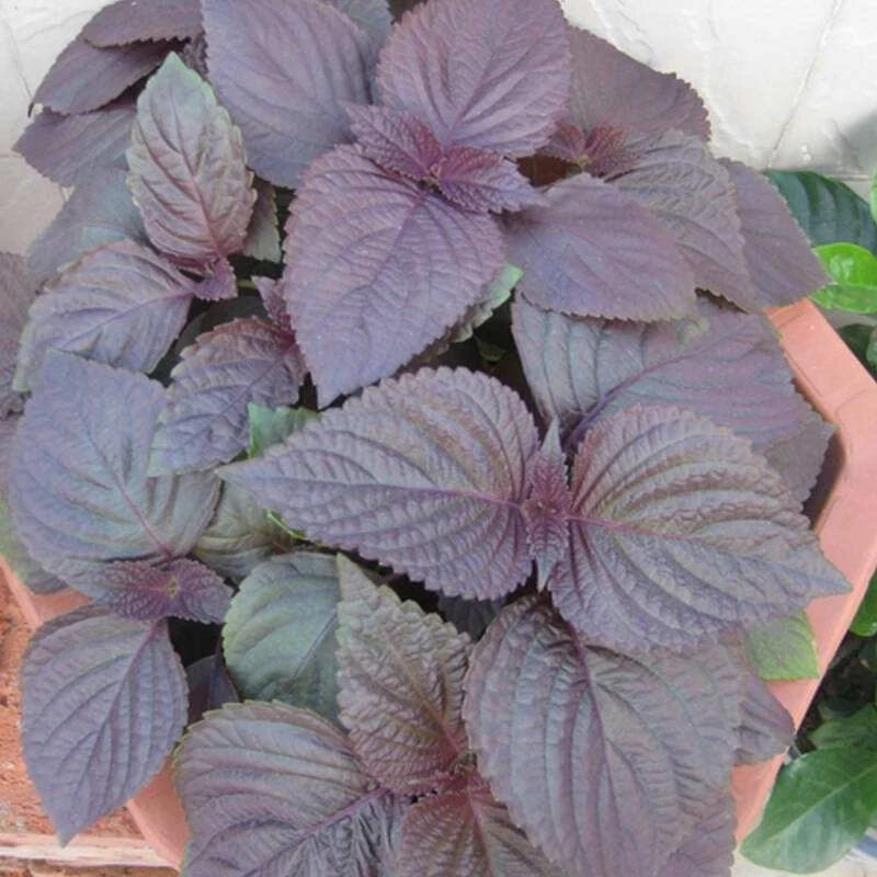 紫苏子种籽紫苏种子紫苏叶种籽绿苏草本中药材中草药野菜特色蔬菜