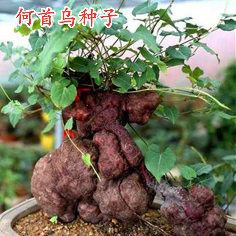 何首乌种子 中药材种籽 东北三宝野生药用叶菜庭院大面积阳台蔬菜