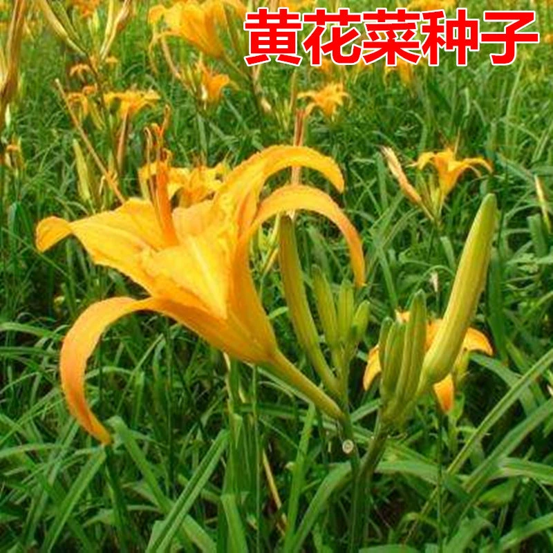 黄花菜种子 特色野菜种籽养生保健蔬菜金针菜 忘忧草四季庭院包邮