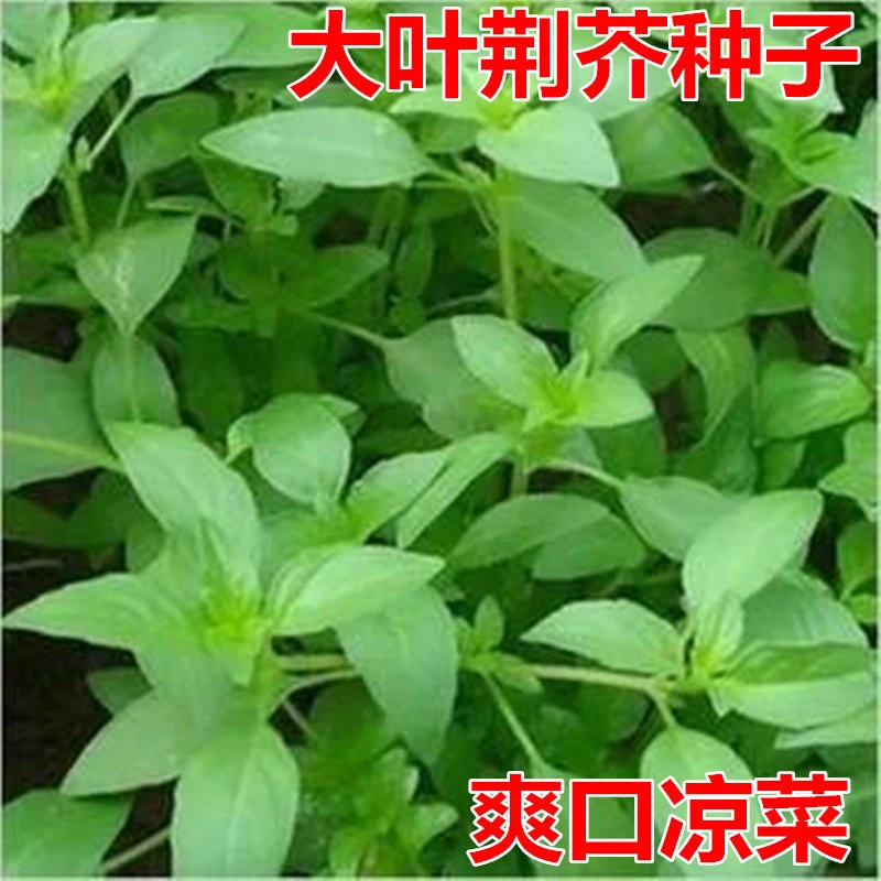 大叶荆芥种子四季播荆菜种籽中药种子香草种子艾草美味凉菜包邮