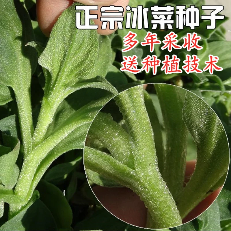冰菜种子非洲冰菜种子冰晶菜种籽特色蔬菜四季阳台庭院大面积包邮