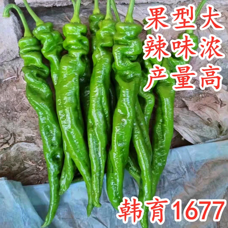 螺丝椒种子大果型陇椒种籽羊角椒尖椒皱皮薄皮辣味浓高产韩育1677