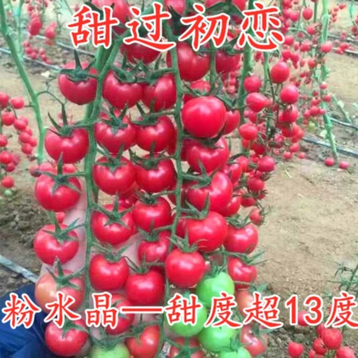 樱桃番茄种子圣女果种籽番茄秧苗子小西红柿口感好四季蔬菜粉水晶