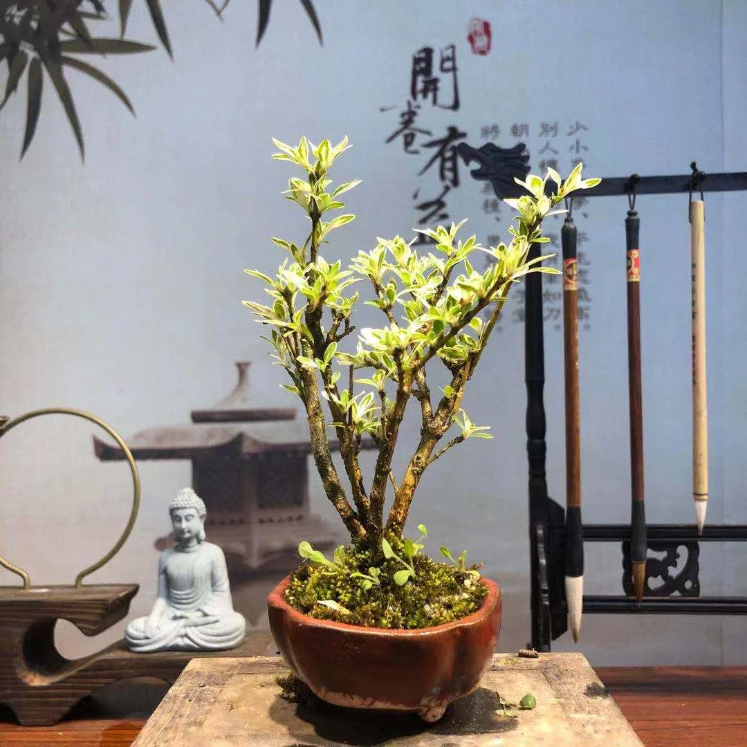 青禾轩盆景一物一拍二号链接
