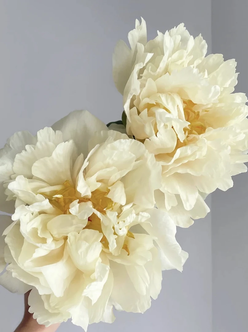 芍药种苗  阳光女孩【秋季裸根发货，包对版】