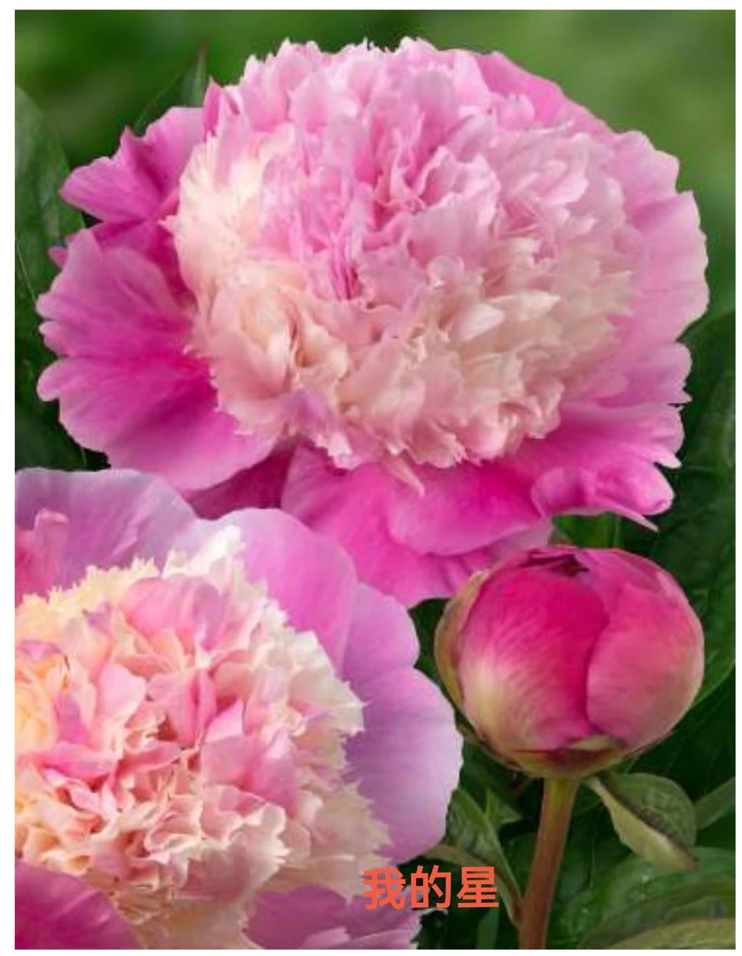 进口芍药花苗『我的星』秋季裸根发货包对版