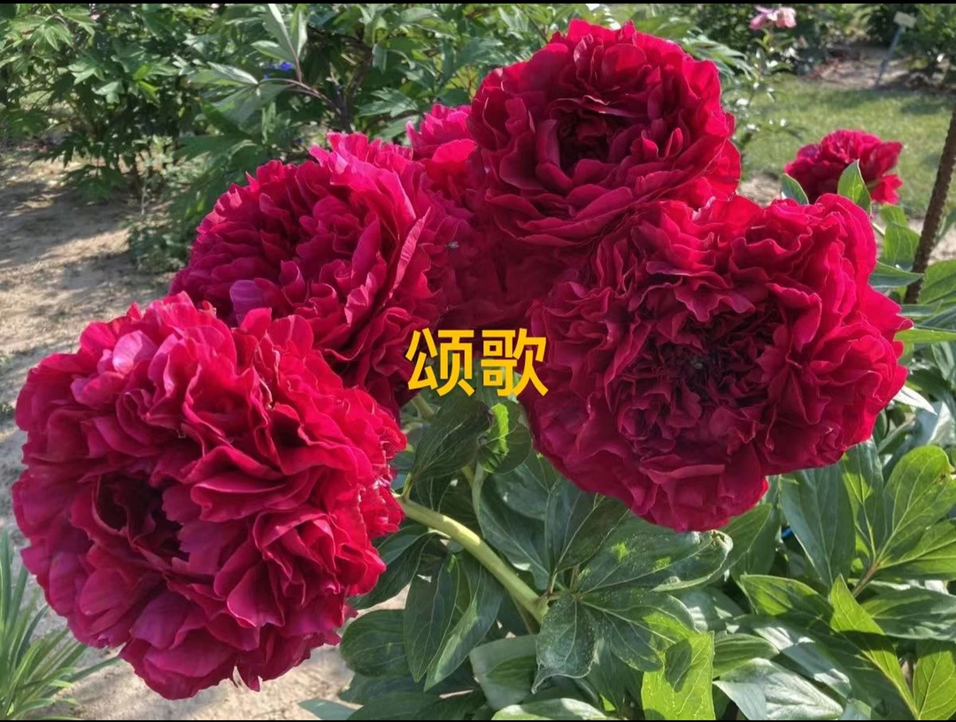 进口芍药种苗 颂歌 【秋季裸根发货，包对版】