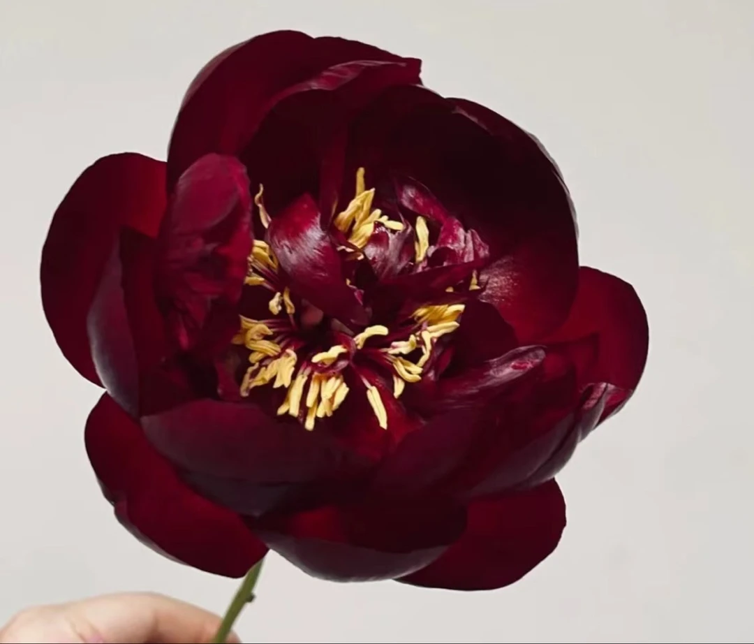 芍药种苗  黑美人【秋季裸根发货，包对版】