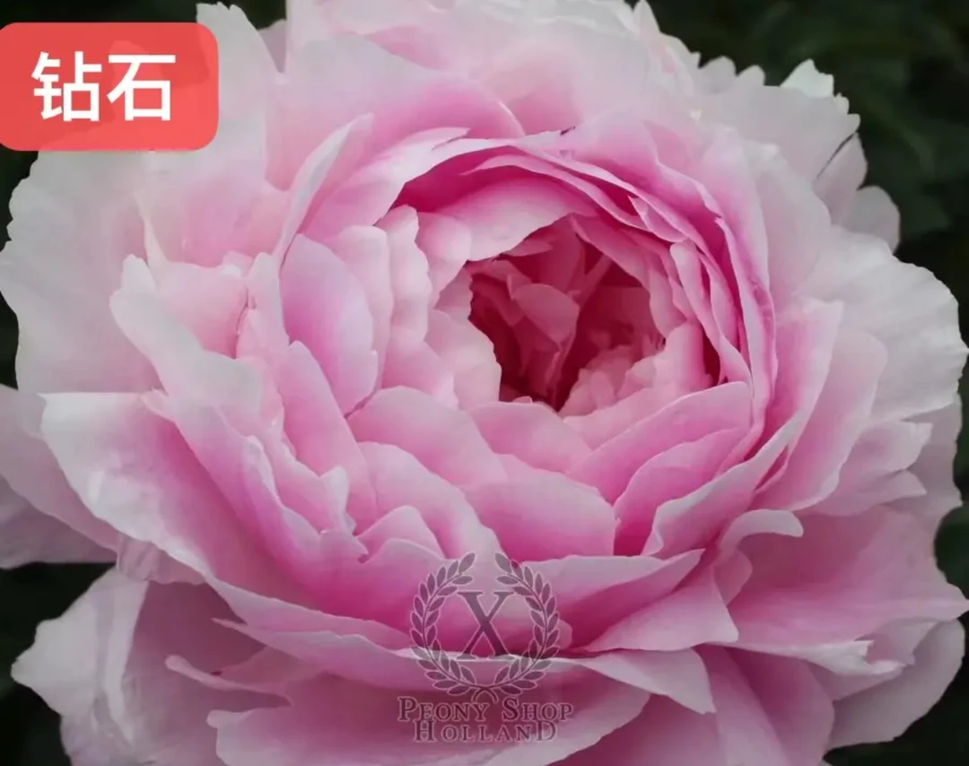 进口芍药种苗 粉色钻石【秋季裸根发货，包对版】