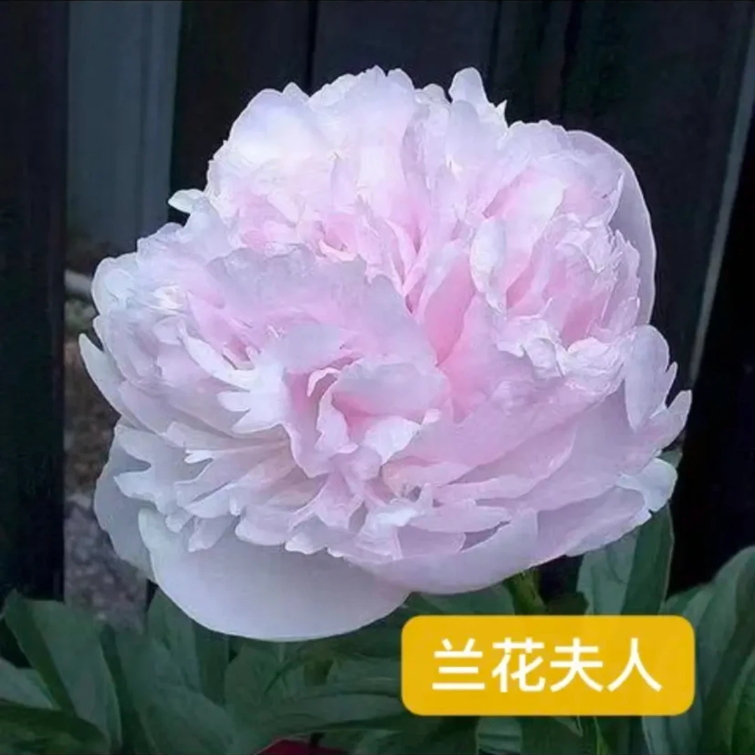 进口芍药种苗 兰花夫人【秋季裸根发货,包对版】